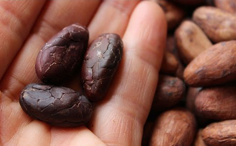 cacoa-bean-use