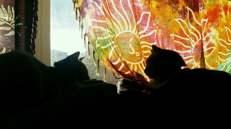 Aslan and Ganja window